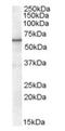 Retinoid X Receptor Alpha antibody, orb18910, Biorbyt, Western Blot image 
