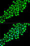 Paraoxonase 2 antibody, LS-C749064, Lifespan Biosciences, Immunofluorescence image 