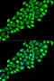 PON2 antibody, LS-C749064, Lifespan Biosciences, Immunofluorescence image 