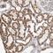 Zinc Finger FYVE-Type Containing 16 antibody, HPA035935, Atlas Antibodies, Immunohistochemistry frozen image 