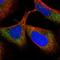 Tetratricopeptide Repeat Domain 38 antibody, NBP1-82163, Novus Biologicals, Immunofluorescence image 