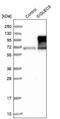 Sialic Acid Binding Ig Like Lectin 9 antibody, NBP1-85755, Novus Biologicals, Western Blot image 
