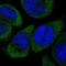 Gasdermin E antibody, NBP1-87689, Novus Biologicals, Immunocytochemistry image 