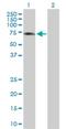 Islet Cell Autoantigen 1 Like antibody, H00130026-B01P, Novus Biologicals, Western Blot image 