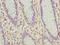 Solute Carrier Family 30 Member 6 antibody, LS-C399141, Lifespan Biosciences, Immunohistochemistry paraffin image 