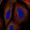 TLC Domain Containing 5 antibody, NBP2-57332, Novus Biologicals, Immunofluorescence image 