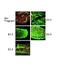 Porcupine O-Acyltransferase antibody, PA5-43423, Invitrogen Antibodies, Immunohistochemistry paraffin image 