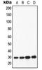 Apolipoprotein A1 antibody, LS-C351849, Lifespan Biosciences, Western Blot image 