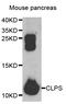 Colipase antibody, LS-C334662, Lifespan Biosciences, Western Blot image 