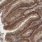 Protein Kinase C Iota antibody, NBP1-84959, Novus Biologicals, Immunohistochemistry frozen image 