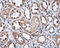 Pim-2 Proto-Oncogene, Serine/Threonine Kinase antibody, LS-C115104, Lifespan Biosciences, Immunohistochemistry paraffin image 