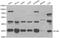 STIP1 Homology And U-Box Containing Protein 1 antibody, LS-C192424, Lifespan Biosciences, Western Blot image 