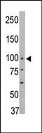 Protein Tyrosine Phosphatase Non-Receptor Type 3 antibody, AP15235PU-N, Origene, Western Blot image 