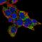 Coenzyme Q8A antibody, HPA061662, Atlas Antibodies, Immunocytochemistry image 