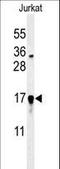 Glutaredoxin 5 antibody, LS-C166516, Lifespan Biosciences, Western Blot image 