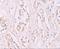 Storkhead Box 2 antibody, A16012, Boster Biological Technology, Immunohistochemistry frozen image 