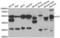 Tyrosine aminotransferase antibody, LS-C334930, Lifespan Biosciences, Western Blot image 