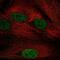 Nucleosome Assembly Protein 1 Like 5 antibody, PA5-66150, Invitrogen Antibodies, Immunofluorescence image 