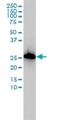 AIF1 antibody, H00000199-M01, Novus Biologicals, Western Blot image 