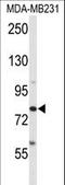 ADAM Metallopeptidase Domain 9 antibody, LS-C156048, Lifespan Biosciences, Western Blot image 