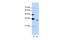 Peptidylprolyl Isomerase E antibody, PA5-41808, Invitrogen Antibodies, Western Blot image 