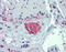 Tubulin Beta 2A Class IIa antibody, 25-591, ProSci, Immunohistochemistry paraffin image 