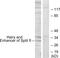 Hes Family BHLH Transcription Factor 6 antibody, abx013760, Abbexa, Western Blot image 