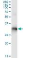 Homeobox B9 antibody, H00003219-M03, Novus Biologicals, Immunoprecipitation image 