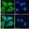 Tripartite Motif Containing 29 antibody, 42-505, ProSci, Western Blot image 