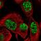 TBC1 Domain Family Member 12 antibody, NBP1-93628, Novus Biologicals, Immunofluorescence image 