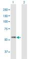 TBC1 Domain Family Member 19 antibody, H00055296-B01P, Novus Biologicals, Western Blot image 