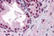 Androgen Receptor antibody, MBS246169, MyBioSource, Immunohistochemistry frozen image 
