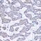 Glutamic-Oxaloacetic Transaminase 2 antibody, GTX55645, GeneTex, Immunohistochemistry paraffin image 