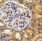 Platelet Endothelial Aggregation Receptor 1 antibody, LS-C163511, Lifespan Biosciences, Immunohistochemistry paraffin image 