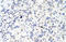 Spliceosome Associated Factor 3, U4/U6 Recycling Protein antibody, orb330039, Biorbyt, Immunohistochemistry paraffin image 
