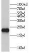 Trafficking Protein Particle Complex 4 antibody, FNab08948, FineTest, Western Blot image 