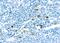 Chymase 1 antibody, NB100-693, Novus Biologicals, Immunohistochemistry frozen image 