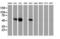 p53 antibody, LS-C337415, Lifespan Biosciences, Western Blot image 