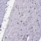 WW Domain Binding Protein 11 antibody, PA5-61888, Invitrogen Antibodies, Immunohistochemistry frozen image 