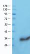 Kruppel Like Factor 13 antibody, orb382138, Biorbyt, Western Blot image 