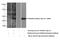 Platelet Activating Factor Acetylhydrolase 2 antibody, 10085-1-AP, Proteintech Group, Western Blot image 