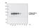 Component Of Inhibitor Of Nuclear Factor Kappa B Kinase Complex antibody, 2697L, Cell Signaling Technology, Western Blot image 