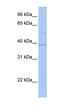 LOC642097 antibody, orb325462, Biorbyt, Western Blot image 