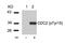 Cyclin Dependent Kinase 1 antibody, 79-482, ProSci, Western Blot image 