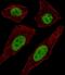 Transcription Factor AP-2 Delta antibody, PA5-35193, Invitrogen Antibodies, Immunofluorescence image 