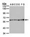 Cyclin Dependent Kinase 1 antibody, orb14854, Biorbyt, Western Blot image 