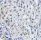 LSM4 antibody, FNab04875, FineTest, Immunohistochemistry frozen image 