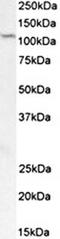 PR/SET Domain 9 antibody, orb137111, Biorbyt, Western Blot image 