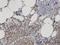 Sphingomyelin Phosphodiesterase 2 antibody, H00006610-M01, Novus Biologicals, Immunohistochemistry frozen image 