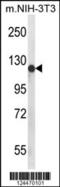 Phosphatidylinositol Glycan Anchor Biosynthesis Class N antibody, 64-094, ProSci, Western Blot image 